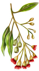 Obraz premium Watercolor floral branch with red flowers. Hand drawn illustration isolated on white background.