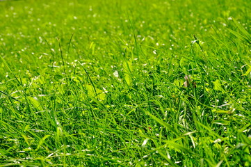 Green blooming grass on the field. Background image