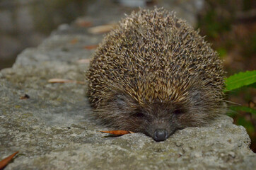 spiny hedgehog, wild hedgehog, hedgehog in autumn