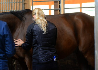Tierärztin untersucht Pferd im Stall