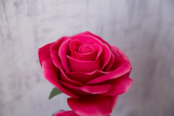 Picture of a beautiful pink rose on a white background with space for text . Beautiful red rose,...