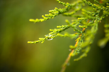 Raindrops on spruce tree leaves. close-up pine tree leaf texture. macro.