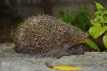 spiny hedgehog, wild hedgehog, hedgehog in autumn