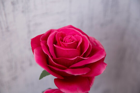 Picture of a beautiful pink rose on a white background with space for text . Beautiful red rose, The rose concept for happy Valentine Day. Artificial red rose . Red rose on white background .