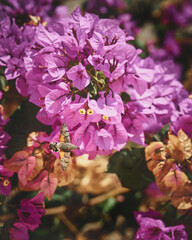 hummingbird hawk moth fly approaching flowers close up. High quality photo
