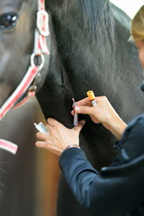 Tierärztin bei der Blutabnahme am Pferd