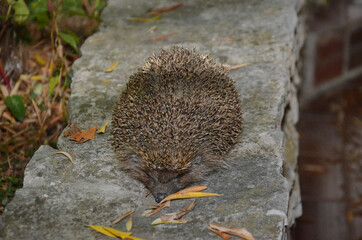 spiny hedgehog, wild hedgehog, hedgehog in autumn