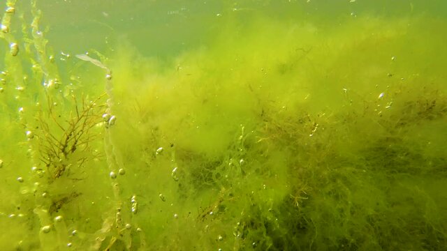 Green and Red algae (Enteromorpha? Cladophora, Ceramium, Polysiphonia) on a stone shallow near the coast in the Tiligul Estuary, Black Sea