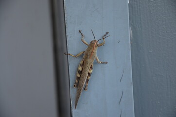 large grasshopper close up, brown grasshopper