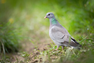 European Stock dove ( Columba oenas )