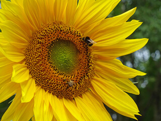 Sunflower and two bumblebees 