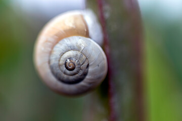 crustacean snail on skulent plant. close-up macro photo.