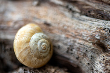 snail on a wooden background