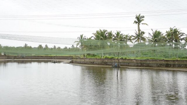 A video of a manmade fish and prawn farming farms that rear and breed fish and prawns and shrimps
