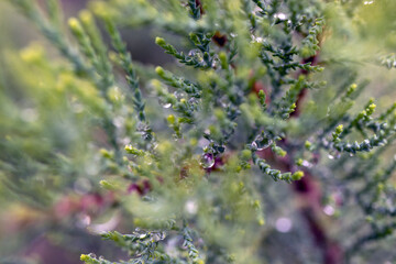 Raindrops on spruce tree leaves. close-up pine tree leaf texture. macro.