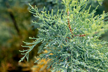 Raindrops on spruce tree leaves. close-up pine tree leaf texture. macro.