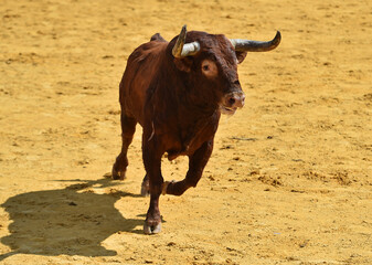 toro fuerte español con grandes cuernos en una plaza de toros