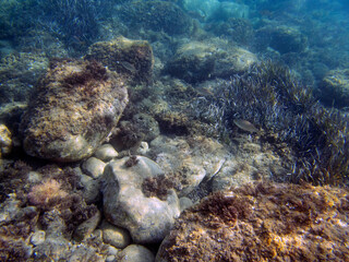 Fondale marino di Giardini Naxos - 444