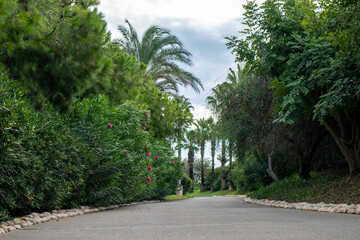 Tropical tree texture with sidewalk perspective, palm and similar.
