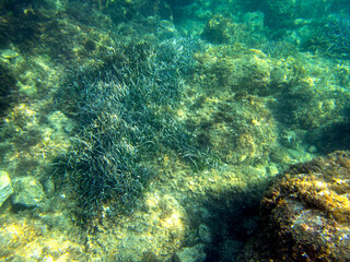Fondale marino di Giardini Naxos - 507