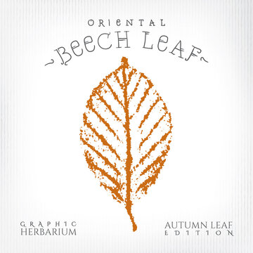 Oriental Beech Leaf Vintage Print Style Illustration with Authentic Logo Lettering from Autumn Leaf Edition of Graphic Herbarium - Black and Rusty on Grunge Background - Stamp Graphic Design
