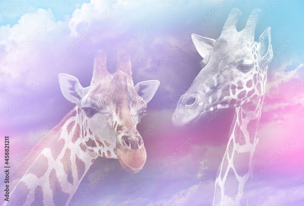 Canvas Prints portrait of giraffes in pastel art colors