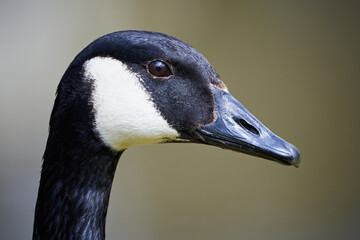 Canada Goose head close-up ( Branta Canadensis )	