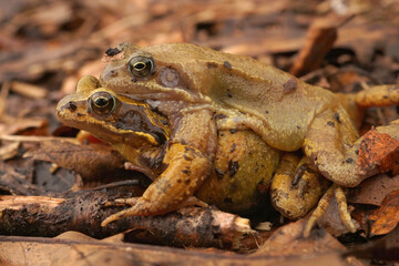 Closeup on a couple of the Common European brown frog , Rana temporaria in amplexus on the forrest soil