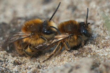 Closeup on a couple of Vernal colletes, Colletes cunicularius in copulation in the spring