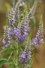 Closeup on the purple flowers of Veronicastrum virginicum or Culver's root in the garden