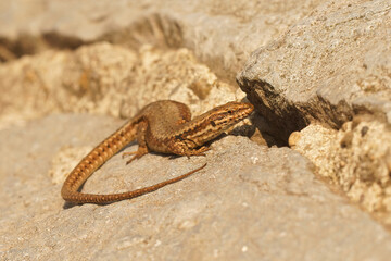 Closeup on a Common European wall lizard, Podarcis muralis looking frigthened in front of her nest.