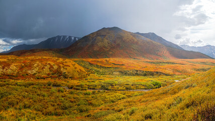 The path through Birch dwarf (Betula nana) in autumn. Bright scenery of mountains and autumn forests of Altai region, Siberia.