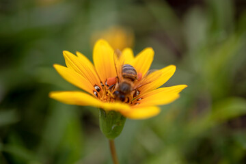 An orange daisy flower with a bee collecting orange pollen on it.