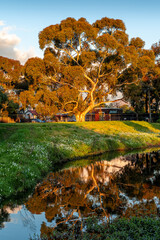 Naklejka premium Giant gum tree in a city park in Melbourne, Victoria, Australia.