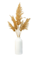 Fototapeta Grass pampas vase isolated. Branches of dried reeds of reed grass on a white background. An element for decoration, natural design of packages, notebooks, covers. Gray-beige dried fluffy plant obraz