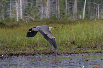 Great Blue Heron in flight