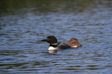 Common Loon with a baby on a northern lake