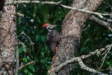 Pileated Woodpecker clinging to a tree 