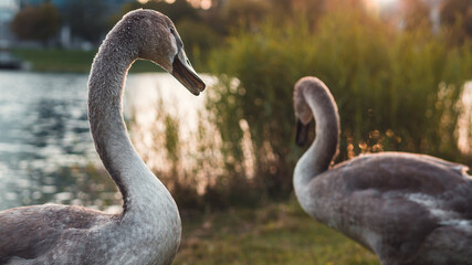 detail of autumn swans by the river © Ale