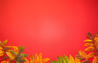 Beautiful bright autumn leaves on red paper background with copy space