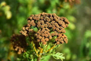 A close up image of old brown yarrow flowers in late autumn. 