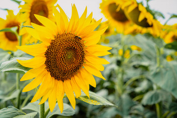 A bee sits on a growing sunflower