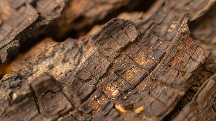 Tree trunk close up. Macro