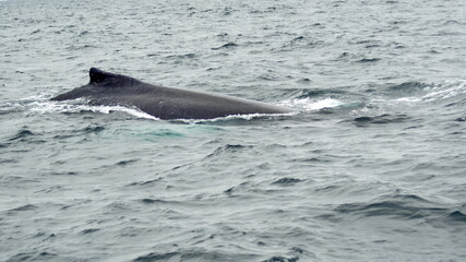 Obraz premium Humpback whale in Machalilla National Park, off the coast of Puerto Lopez, Ecuador