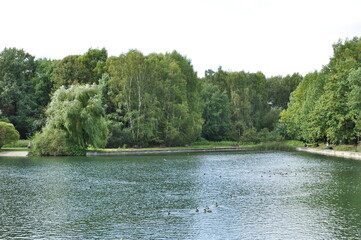 Panorama of the park with ducks. Sunny day in the city park. Large trees on the shore of the pond.