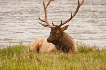 Naklejka na ściany i meble A Bull Elk Laying in the Grass