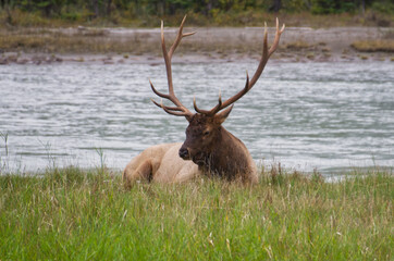 Naklejka na ściany i meble A Bull Elk Laying in the Grass