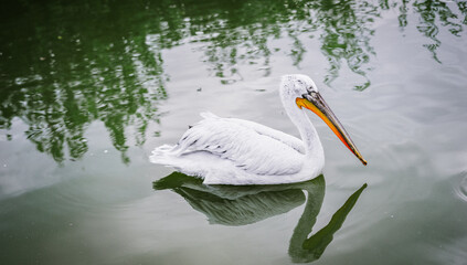 The heron swims on the water