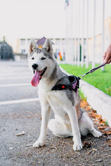 Young husky dog ​​on a leash