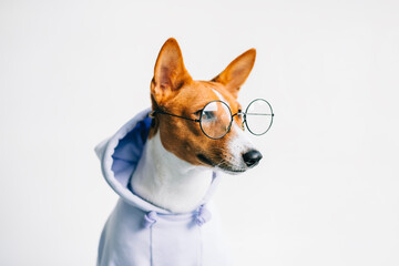 Portrait of funny red white basenji dog in eyeglasses and hoodie.
